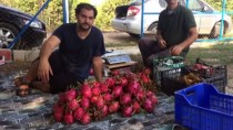 TROPİKAL MEYVE - Mersin'de Ejder Meyvesi Hasadı