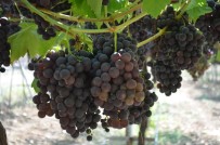 GENETIK - (Özel) Bağcılığın Göz Bebeğinde Hasat Zamanı