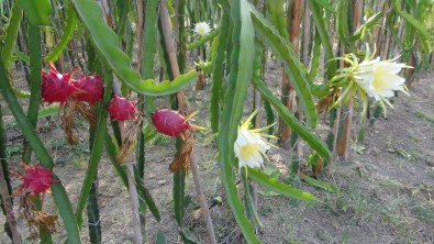 Pitahayanın Tanesi Bahçede 17, Markette 40 Lira