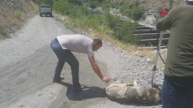 Sıcakta Bayılan Köpek Tedavi Altına Alındı