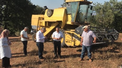 Turhal'da Çörekotu Hasadı Yapıldı