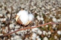 988 Ton Lif Pamuk Üretimi Bekleniyor