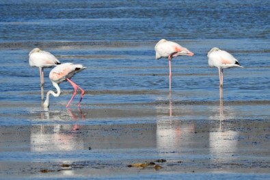 Alaçatı'ya Kuş Gözlem Parkuru Yapılacak
