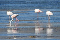 DOĞAL HAYATı KORUMA VAKFı - Alaçatı'ya Kuş Gözlem Parkuru Yapılacak