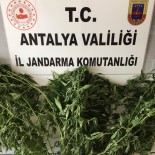 Alanya'da Jandarmadan Uyuşturucu Bitki Yetiştirenlere Baskın
