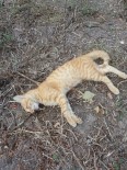 Bandırma'da Kedi Köpek Katliamı