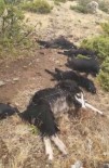 Elazığ'da Yıldırım Düştü, 12 Keçi Telef Oldu,4'Ü Yaralandı Haberi