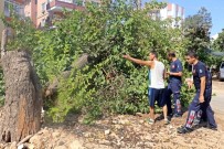 KAYABAŞı - Gölgesine Sığınılan Dut Ağacı, Otomobilin Üzerine Devrildi