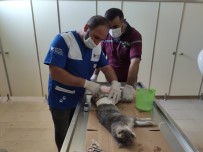FATİH ÇİFTÇİ - Hakkari'de Aracın Çarptığı Anne Kedi Tedavi Altına Alındı