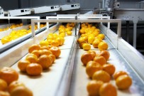 EGE ÜNIVERSITESI - Narenciye Sektöründen 900 Milyon Dolar İhracat Hedefi