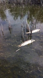 Afyonkarahisar Eber Gölü'nde Yaşanan Balık Ölümleri