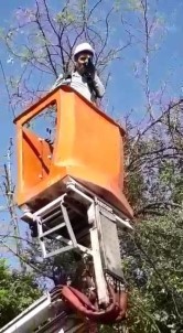 Diyarbakır'da Ağaca Takılan Kumruyu Dicle Elektrik Ekipleri Kurtardı