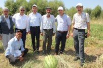 ERIMLI - Sur Kaymakamı Abdullah Çiftçi, Karpuz Tarlasını Ziyaret Etti