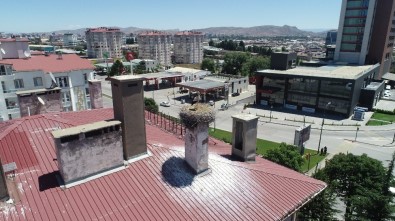 50 Yıldır Leyleklerle Komşuluk Yapıyorlar