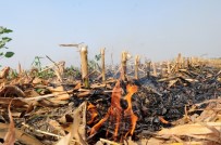 BAŞSAVCıLıK - Anız Yakmanın 3 Yıla Kadar Hapis Cezası Var