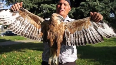 Bitkin Düşen Kızıl Şahine Sahip Çıktı