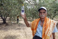 Foça'da 44 Bin Zeytin Ağacı Korunacak