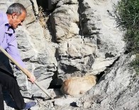 GEÇITLI - Kayalıklarda Sıkışan Köpek Kurtarıldı