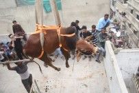 KEÇİ - Kurbanlık Sığırları Çatıdan Vinçle İndirdiler