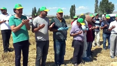 Tritikale Hasadı Başladı