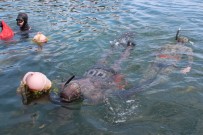 BALIK AVI - Yalovalı Zıpkıncılar Bu Kez Deniz Canlıları İçin Daldı