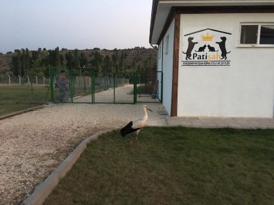 Yavru Leyleğe Köpek Barınağı Sahip Çıktı