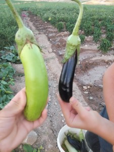 Yeşil Patlıcan Çiftçileri Şaşırttı