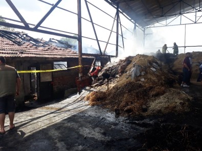 Arnavutköy'de Feci Olay Açıklaması 11 Büyükbaş Hayvan Yanarak Telef Oldu