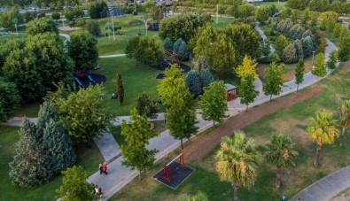 Büyükşehir 15 Yılda 100 Bin Çınar Ağacı Dikti