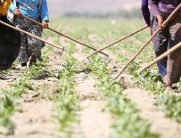SAĞLIKLI BESLENME - Ebeveynler tarlaya, çocuklar okula gidiyor
