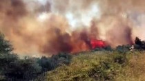 ZEYTİN AĞACI - Manisa'da yaklaşık 300 zeytin ağacı yandı