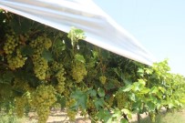 PATENT - Thompson Üzümünün Buldan'da Deneme Üretimine Başlandı