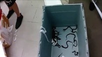KOBRA YILANI - Tren İçinde Kobra Yılanı Yavruları Bulundu