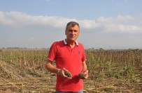 SERBEST PIYASA - Üretici TMO'nun Ayçiçeği De Almasını İstiyor