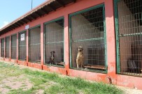 TARIM VE HAYVANCILIK BAKANLIĞI - Barınakta 545 Hayvana Yardım Eli Uzatıldı