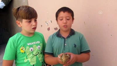 Çocukların Bulduğu Balaban Koruma Altına Alındı