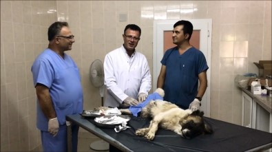 Doktor Belediye Başkanı Köpek Kısırlaştırmasını Bizzat Yaptı