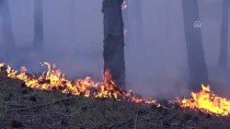 GÜNCELLEME - Sinop'ta Orman Yangını