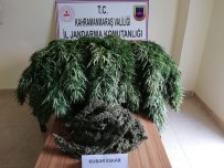 MISIR TARLASI - Kahramanmaraş'ta Uyuşturucu Operasyonu