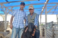 KEÇİ - Lüleburgaz'a İlk Kurbanlıklar Geldi