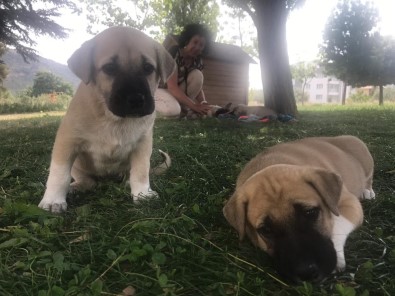 (Özel) Şikayet 5 Yavru Köpeği Annesiz Bıraktı