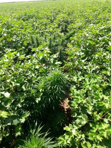 Pamuk Tarlasında 500 Kök Kenevir Bitkisi Ele Geçirildi