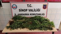 Sinop'ta Uyuşturucu Operasyonu Haberi