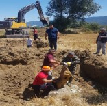 Tarlada Otlayan Keçi Ve Koyun, Hırsızların Çaldığı Rögar Kapağından Dolayı Kanalizasyona Düştü