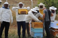 BALCı - Tokat'ta Bal Hasadı Başladı