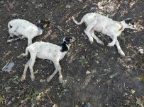 YEŞILALAN - 'Genç Çiftçi Projesi' Kapsamında Dağıtılan Küçükbaş Hayvanlar Vebalı Çıktı