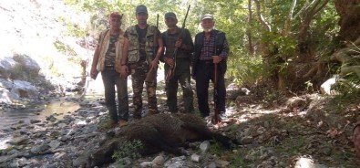 Karaman'da Yaban Domuzlarına Karşı Sürek Avları Devam Ediyor