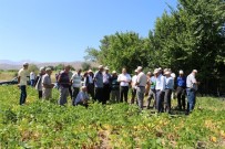 KURU FASULYE - Kuru Fasulye Çeşidinin Demonstrasyonu Tarla Günü Etkinliği