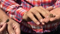 ULUSLARARASı DOĞAYı KORUMA BIRLIĞI - Nesli Tehlike Altındaki Tavas Kurbağası İçin Koruma Projesi