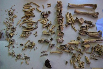 (Özel) İnsanlığın 4 Bin 500 Sene Önce Köpek Etini Pişirerek Tükettiği Ortaya Çıktı